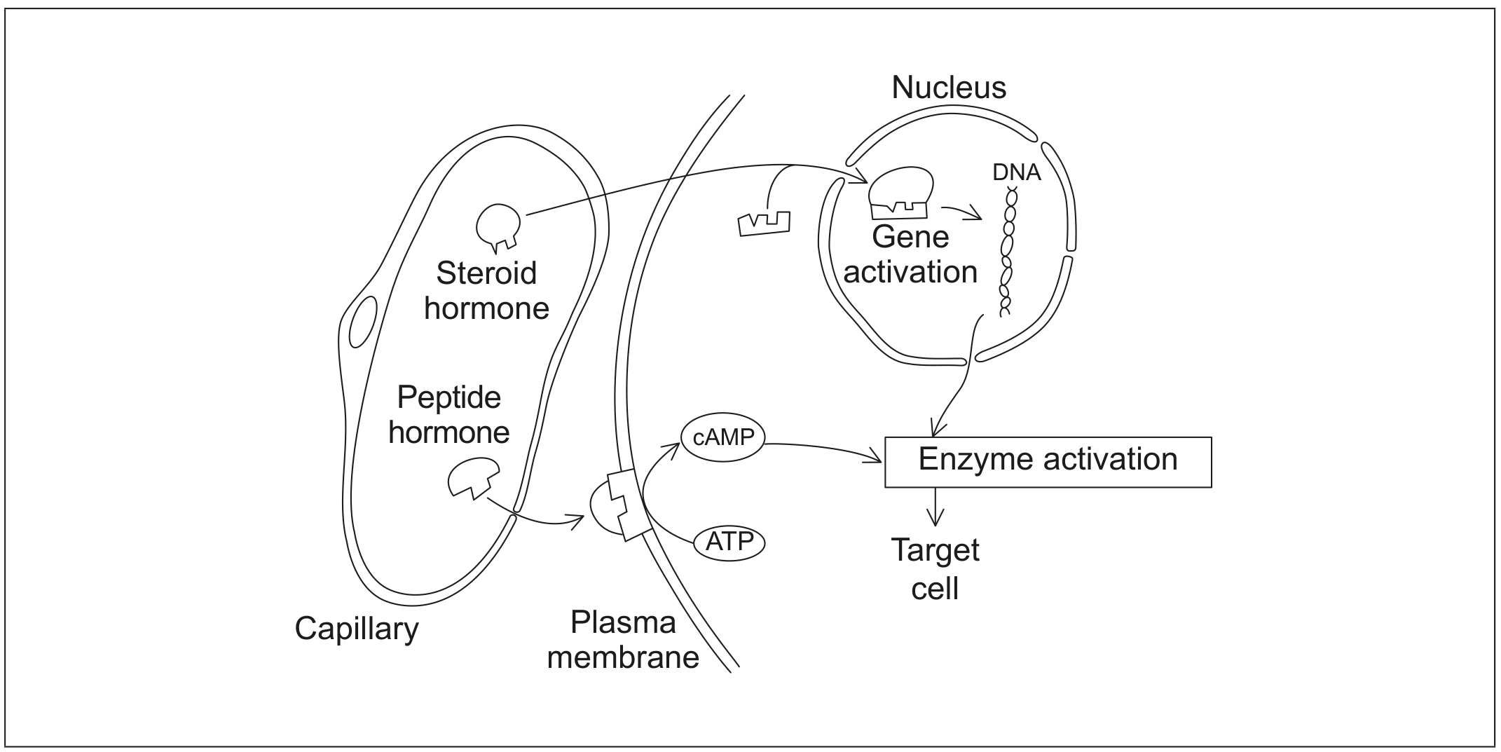 Figure for Question C2.1.7 (HL)—Signal transduction pathways question 1 — IB Biology HL