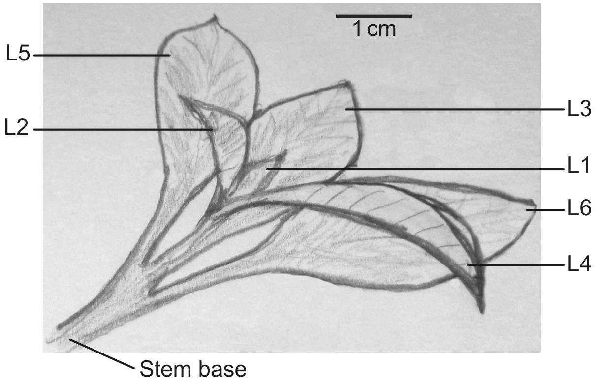 Figure for Question D1.2.4—Transcription for gene expression question 1 — IB Biology HL
