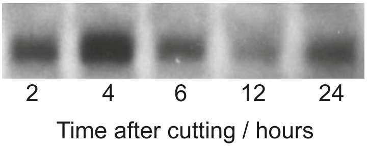 Figure for Question D1.2.1—Transcription question 1 — IB Biology HL