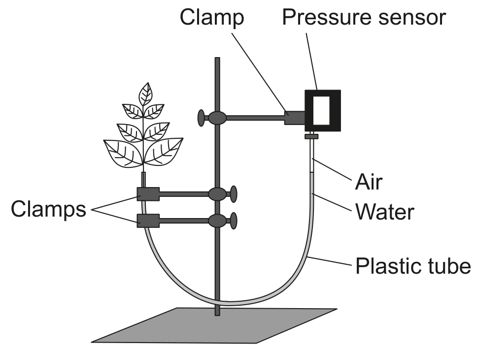 Figure for Question B3.1.9—Transpiration question 1 — IB Biology HL