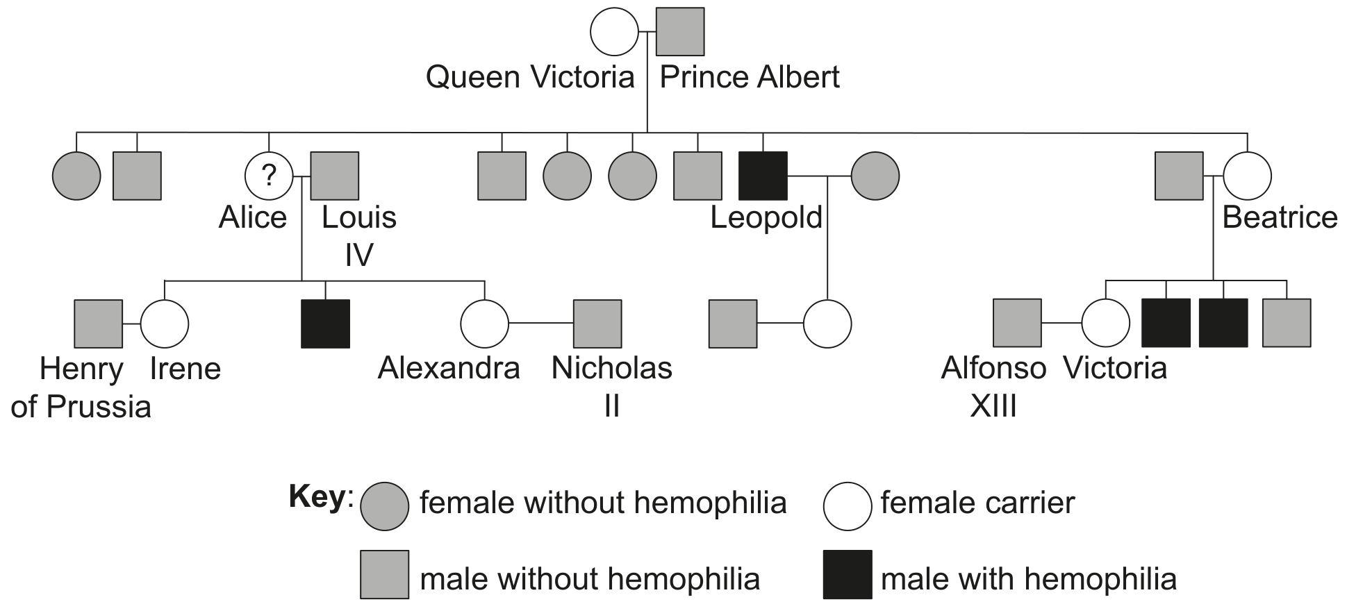 Figure for Question D2.1.11—Meiosis generates variation question 1 — IB Biology HL