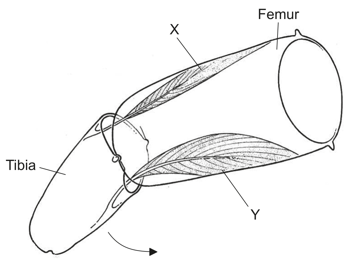 Figure for Question B3.3 Muscle and motility [HL only] question 2 — IB Biology HL