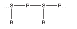 Figure for Question A1.2.3—Sugar-phosphate bonding question 1 — IB Biology HL — Option A