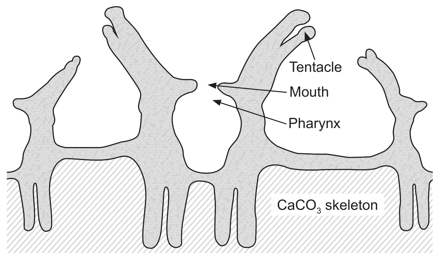 Figure for Question B4.1.5—Coral reef formation conditions question 1 — IB Biology SL