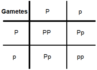 Official Punnett-grid answer image from the markscheme.