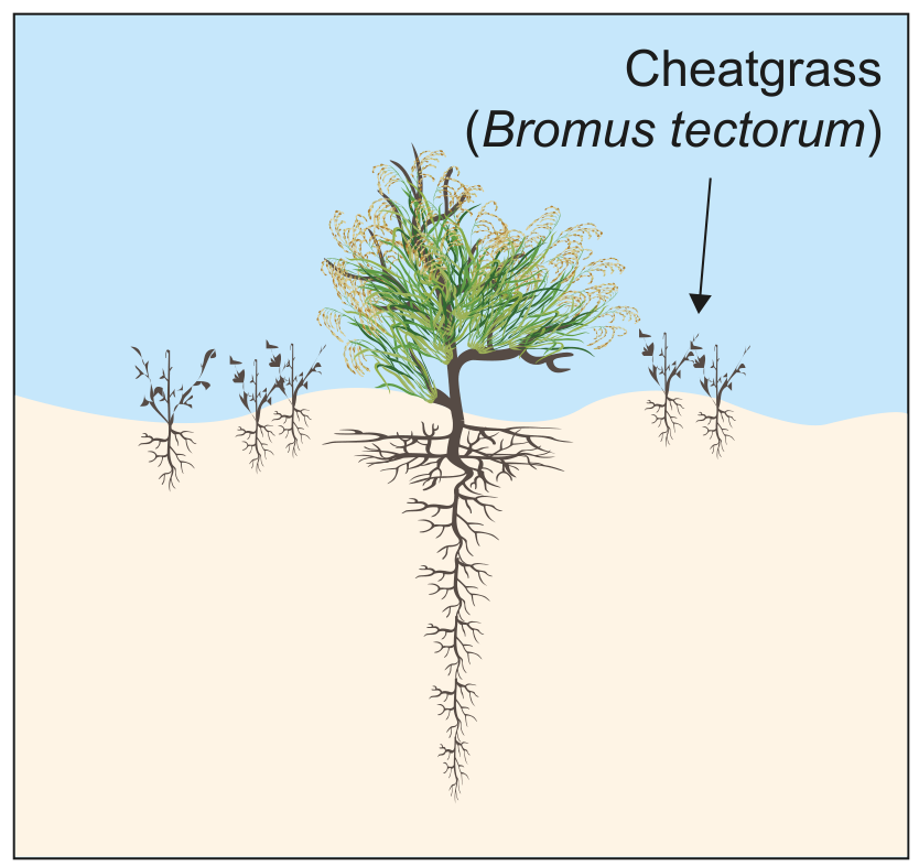Figure: Sagebrush ecosystem with invasive cheatgrass