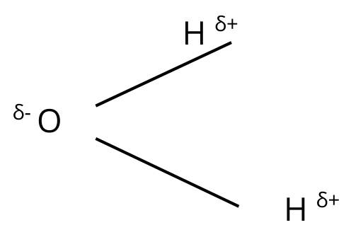 Figure for Answer to Question 1.1—Water as a transport solvent question 1 — Edexcel A-Level Biology AS