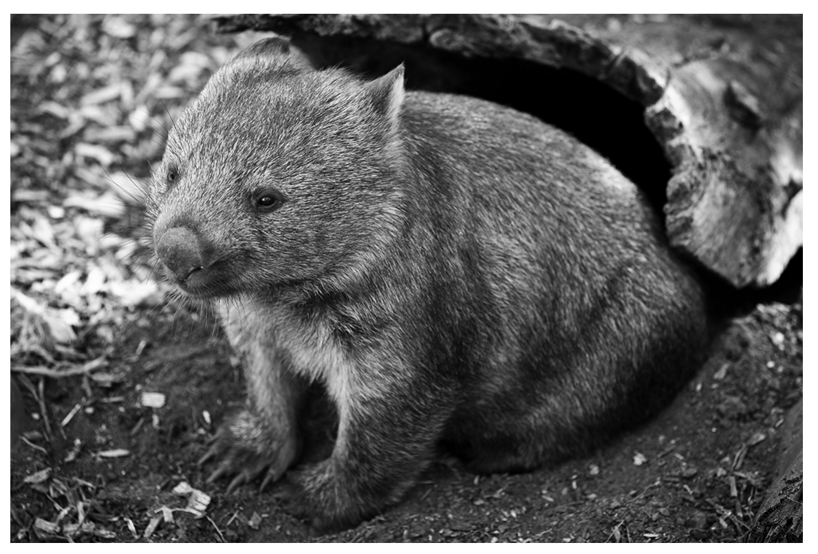 Figure for Question 3.21—Multiple alleles, polygenic inheritance and continuous variation question 1 — Edexcel A-Level Biology AS