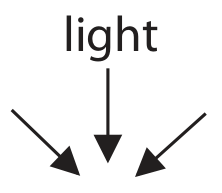 Figure for Question 8.11—Plant responses: phytochrome, auxin and gibberellins question 1 — Edexcel A-Level Biology A2