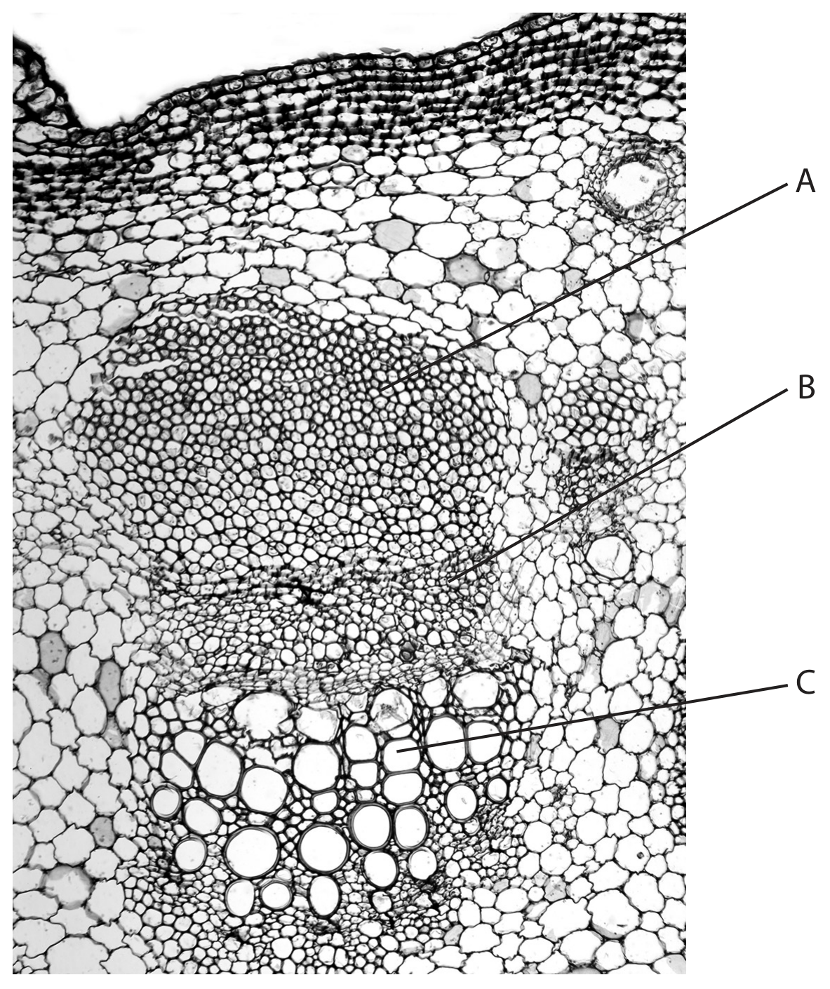 Figure for Question 3.8—Core Practical 5 - animal cells and scale question 1 — Edexcel A-Level Biology AS