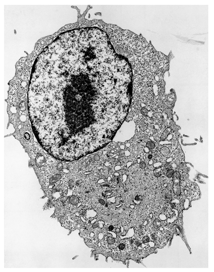 Figure for Question (a) — Edexcel A-Level Biology AS