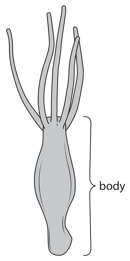 Figure for Question 2.1—Gas exchange surfaces and Fick's Law question 1 — Edexcel A-Level Biology AS