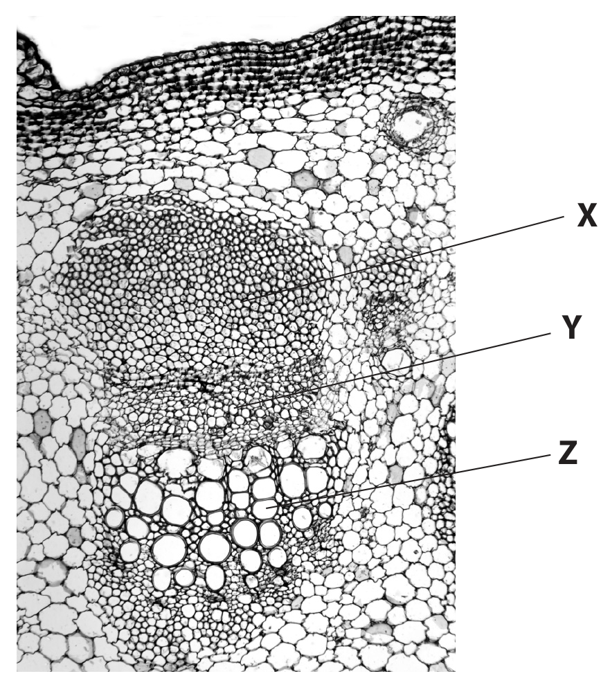 Figure for Question (c) — Edexcel A-Level Biology AS