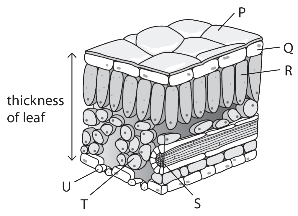 Figure for Question 2.21 Leaf adaptations for photosynthesis question 1 — Edexcel IGCSE Biology