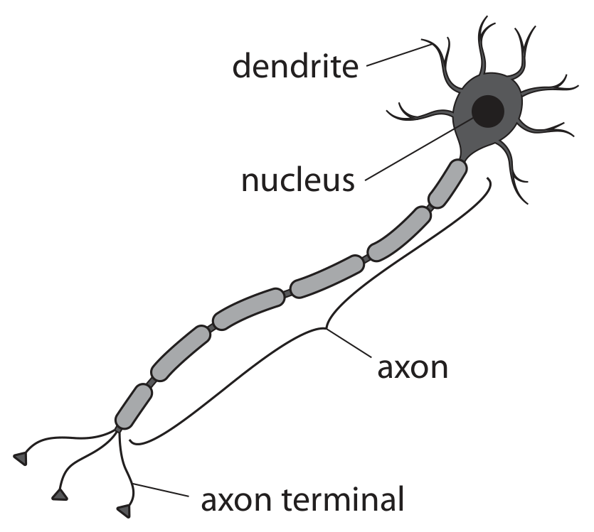 Figure for Question 7 Mathematical skills question 3 — Edexcel IGCSE Biology