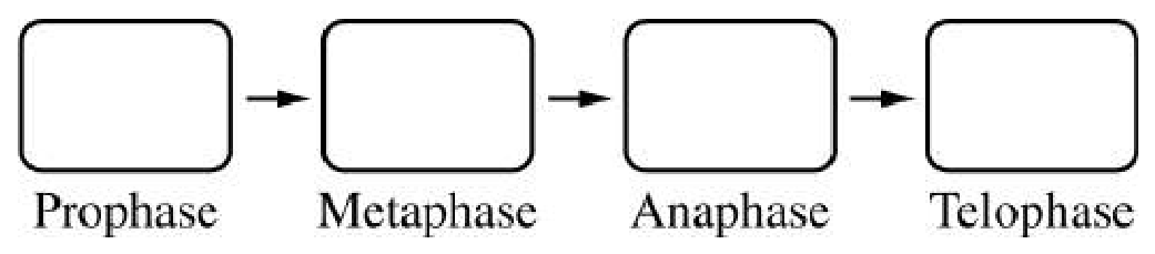 Figure for Question (c) — AP Biology
