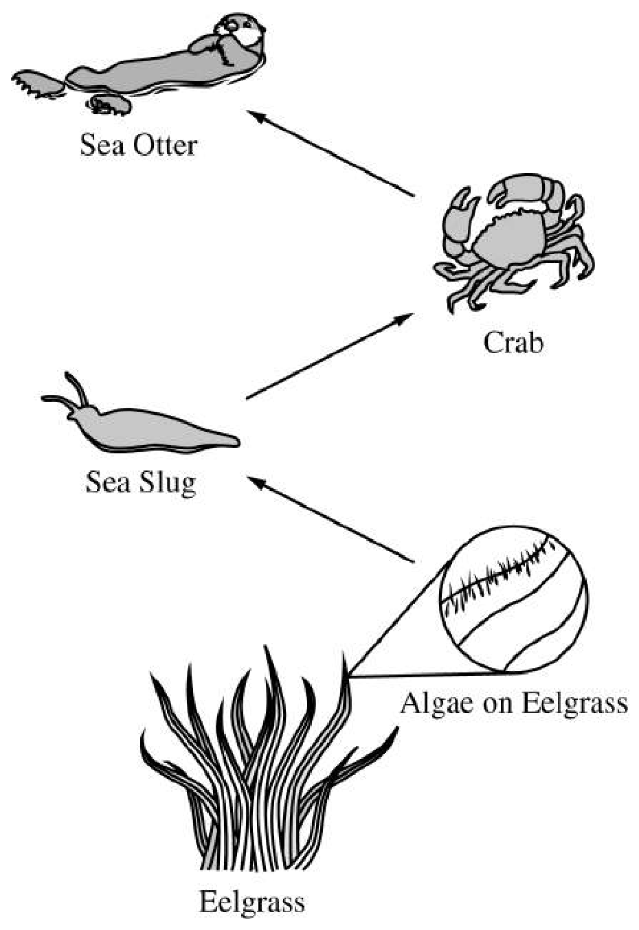 Figure 1. Partial food chain in eelgrass habitats