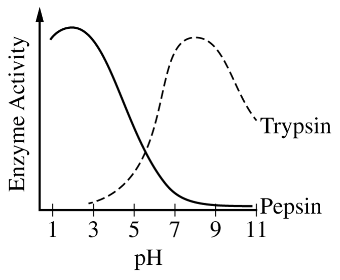 Figure 1. Activity levels of two digestive enzymes over a range of pH