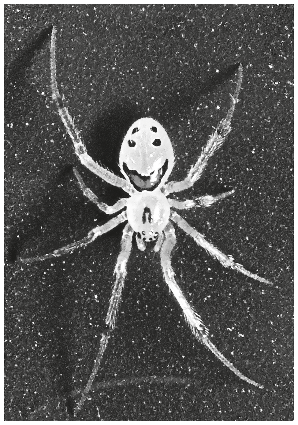 Fig. 1.3
