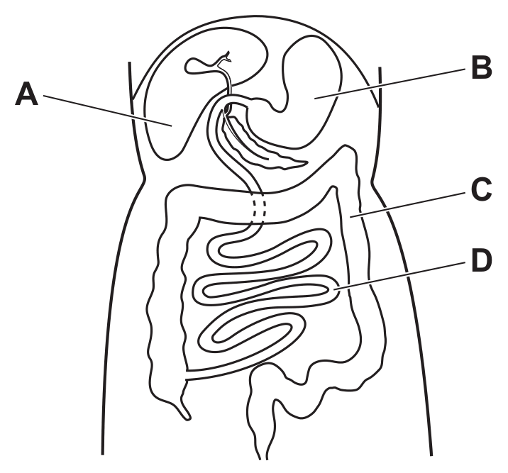 Figure for Question 7.5 Absorption question 2 — CAIE IGCSE Biology