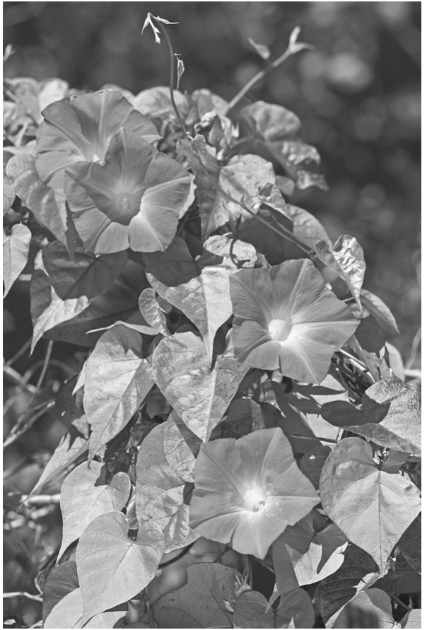 Fig. 3.1