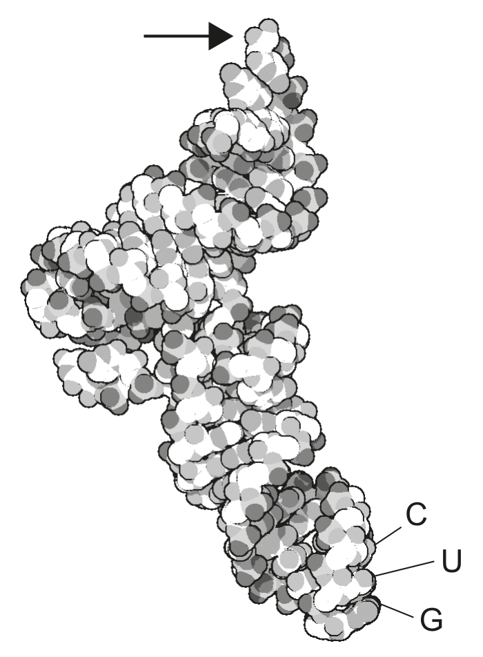 Figure for Question D1.2.17 (HL)—Translation initiation question 1 — IB Biology HL