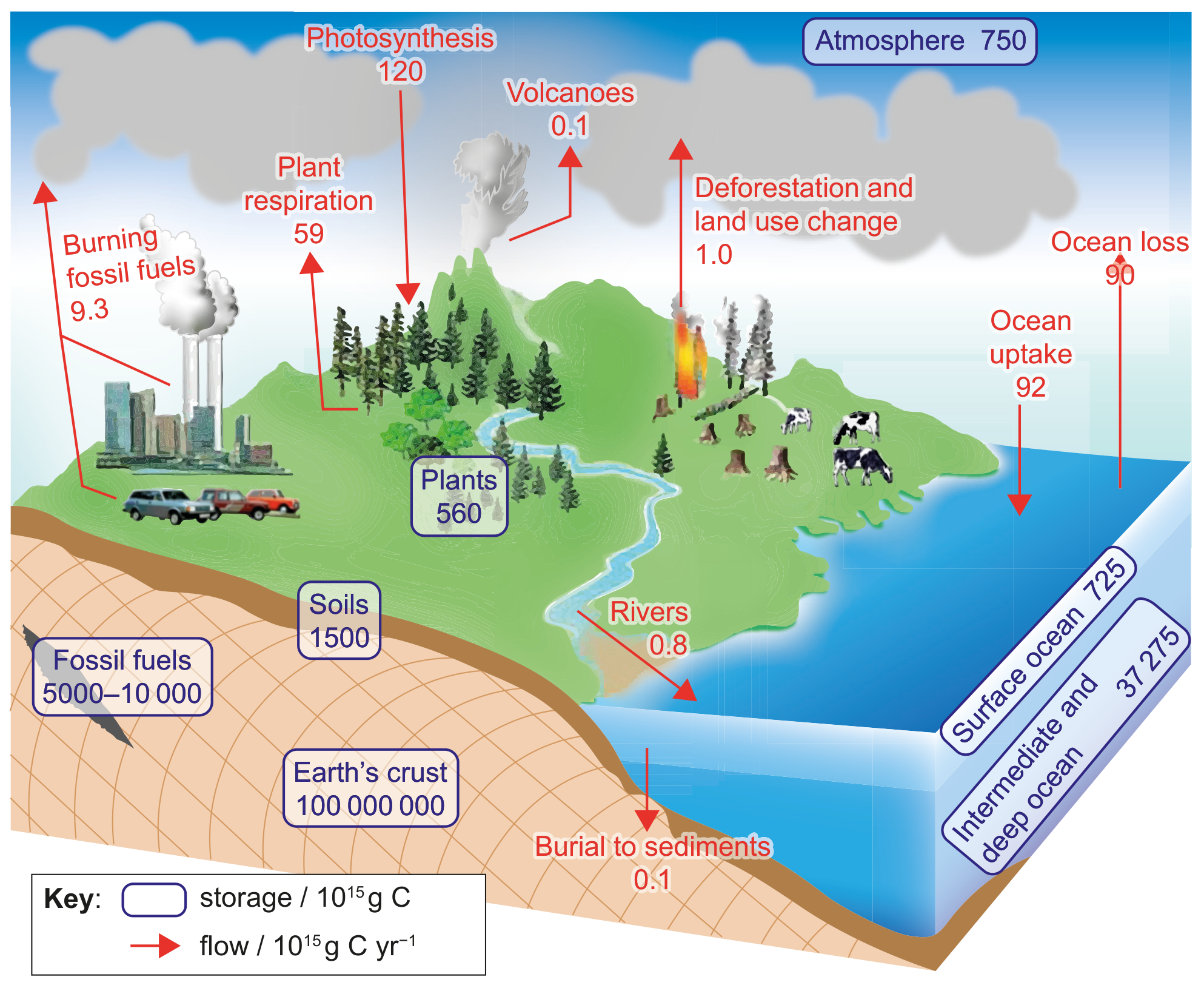 Figure Carbon cycle
