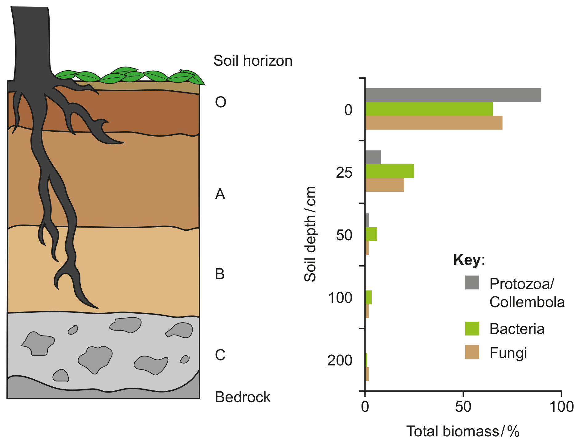 Figure Soil profile and the relative proportions of each type of microorganism at increasing depth