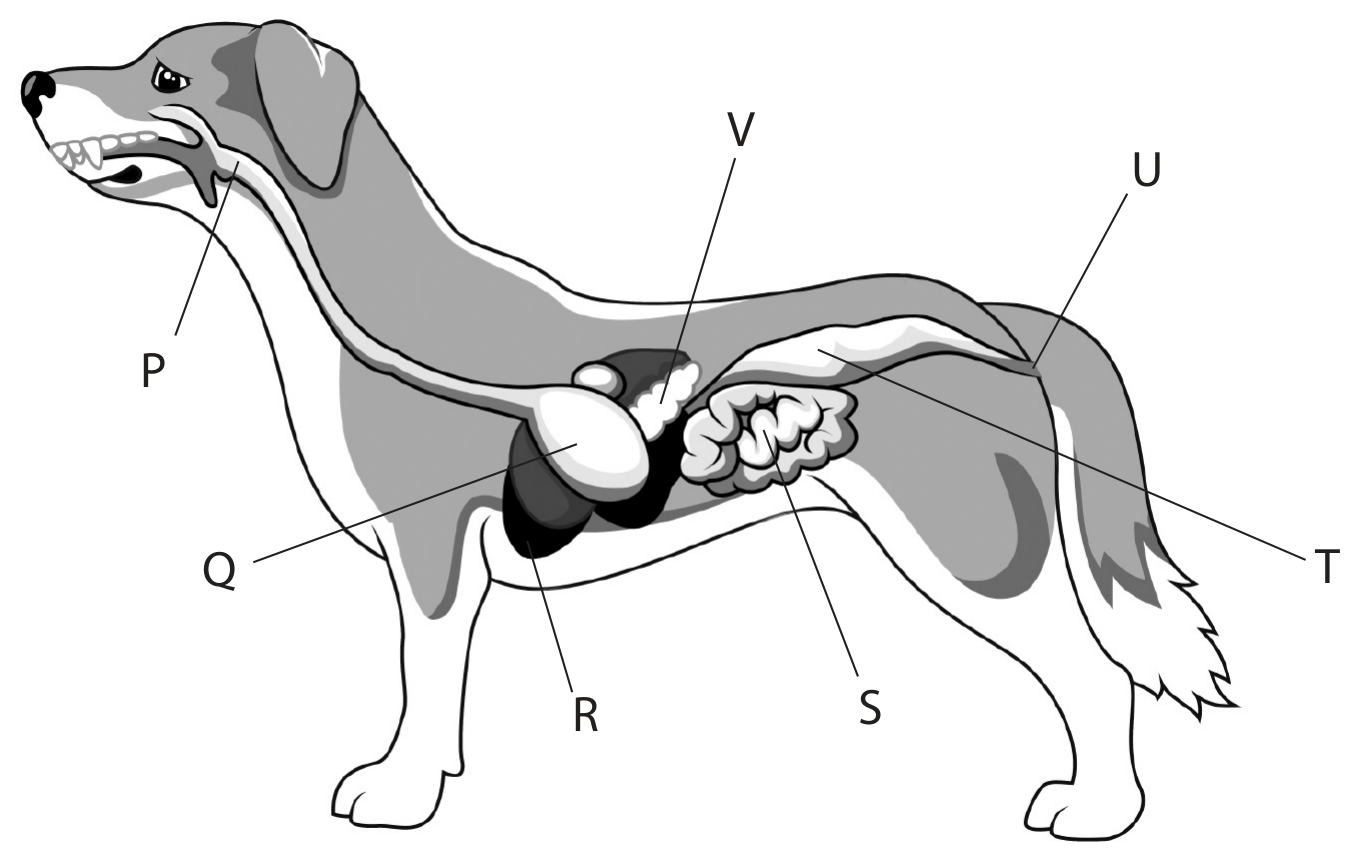 Figure for Question 2.32 Small intestine adaptations for absorption question 1 — Edexcel IGCSE Biology