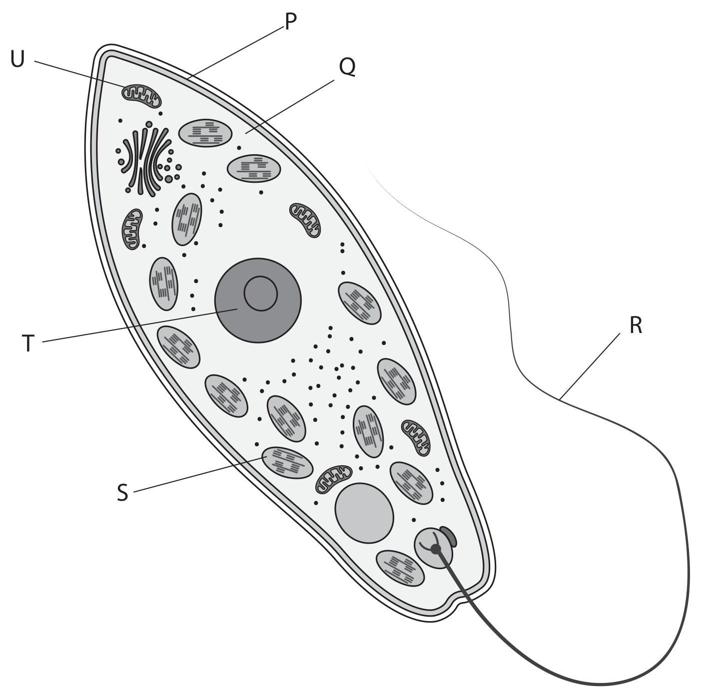 Figure for Question 2.1 The levels of organisation in organisms question 1 — Edexcel IGCSE Biology