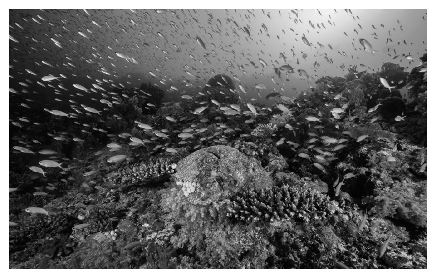 Undamaged reef