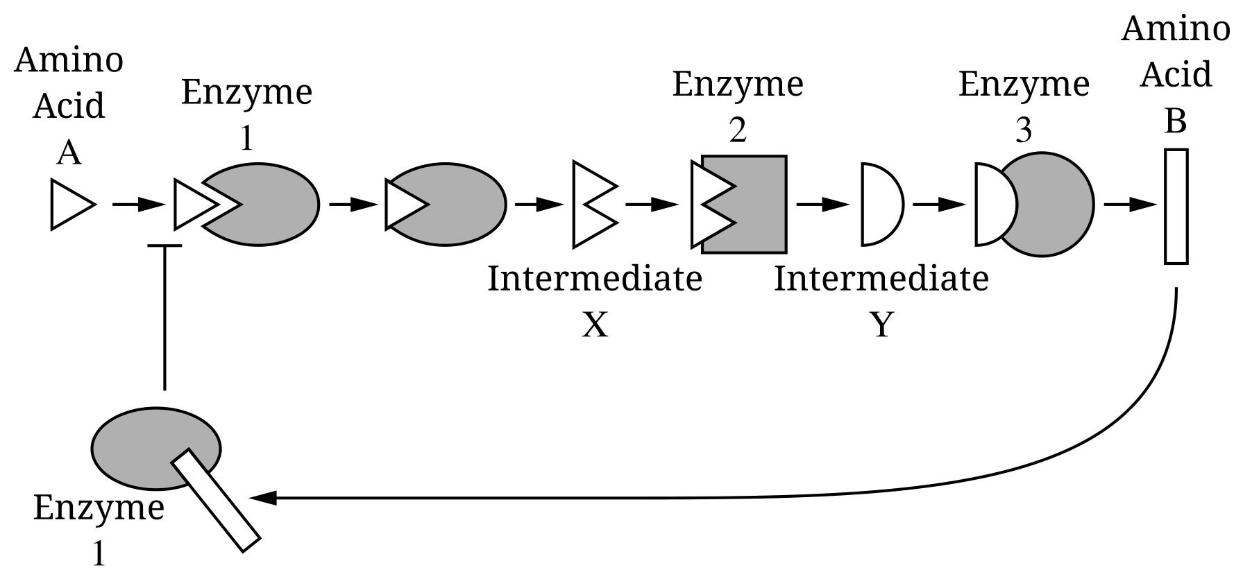 Figure 1. Synthesis of amino acid B from amino acid A