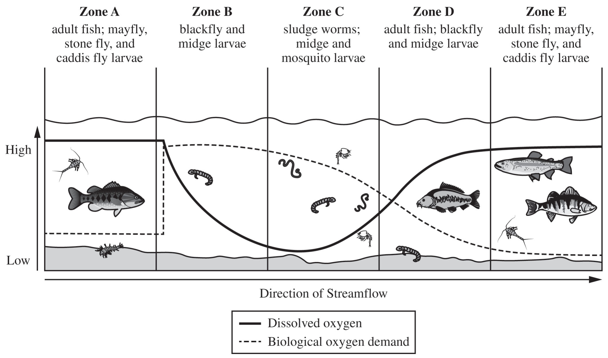Dissolved Oxygen and Biological Oxygen Demand in a Stream Ecosystem