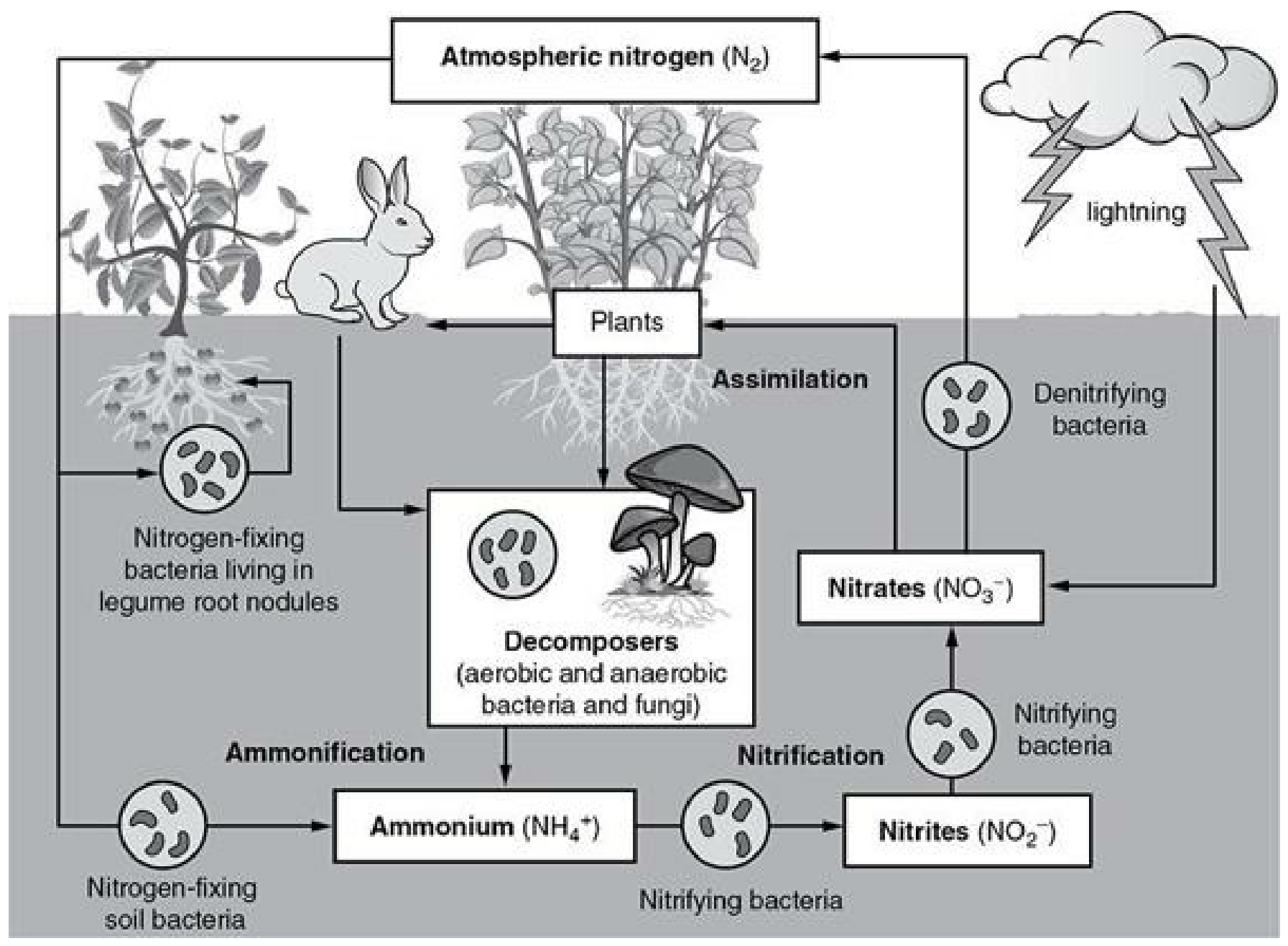 Figure for Question 1.5 The Nitrogen Cycle question 1 — AP Environmental Science
