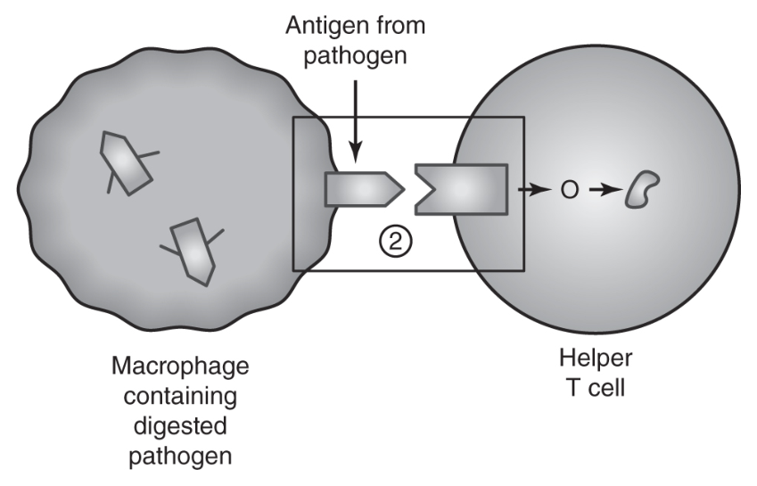 Figure for Answer to Question (ii) — AP Biology