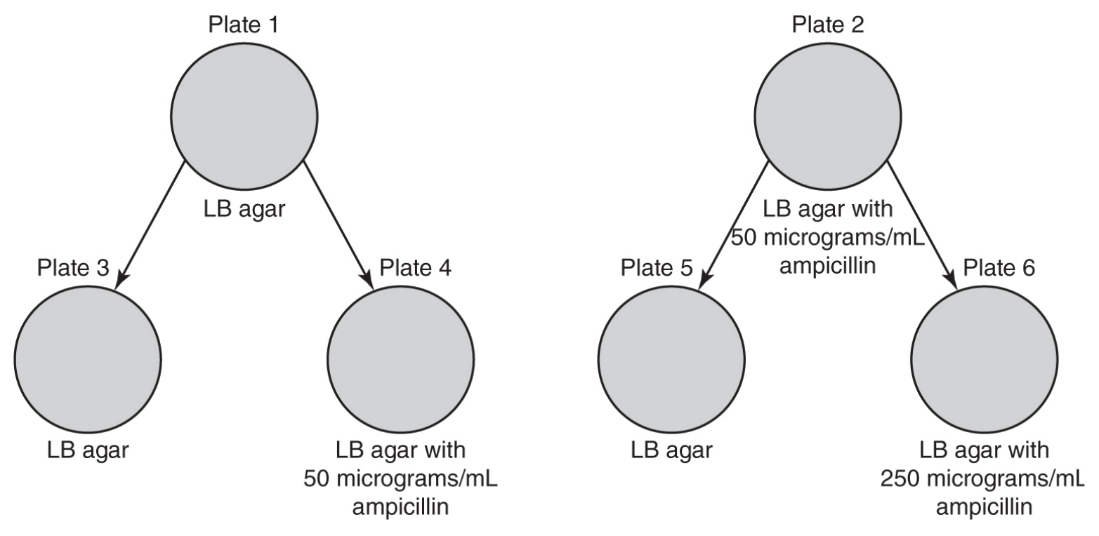 Figure for Question 7.3.A—Explain how humans can affect diversity within a population question 1 — AP Biology